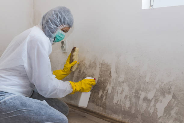 Office Mold Removal Services in Colona, IL